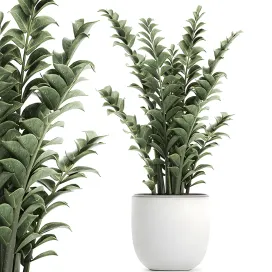 Plant zamioculcas